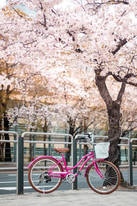 bike-fahrrad-pink_pexels-taryn-elliott