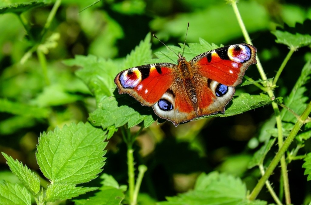 tagpfauenauge-schmetterling-peacock-butterfly_pixabay