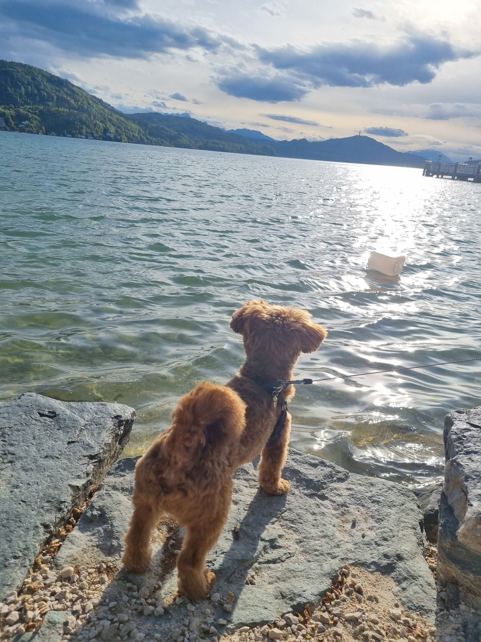nawu_apartments_Urlaub_mit_Hund_Badeurlaub_Presseggersee_Wörthersee